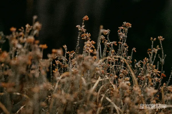 高清摄影 白天的棕色草地