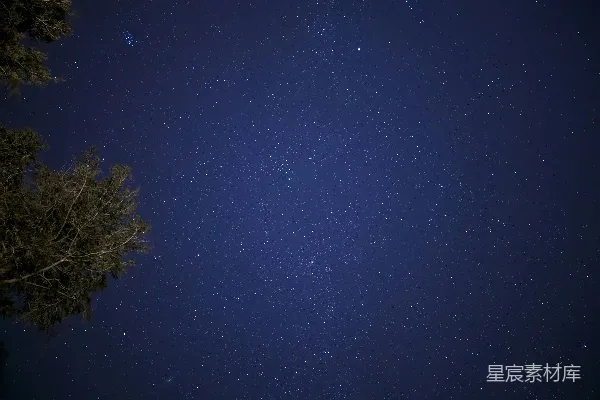 夜空繁星点点，前景是树木。