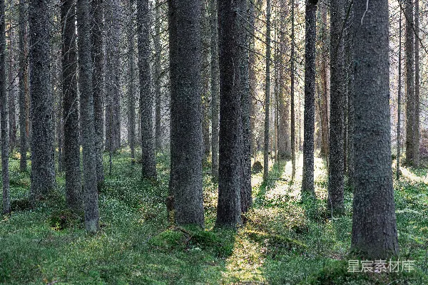 高清摄影 在阳光明媚的森林里，高大的树木和翠绿的地面植被