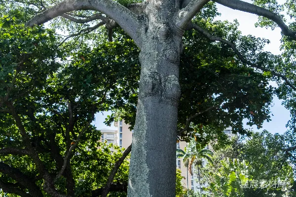 公园中一棵大树