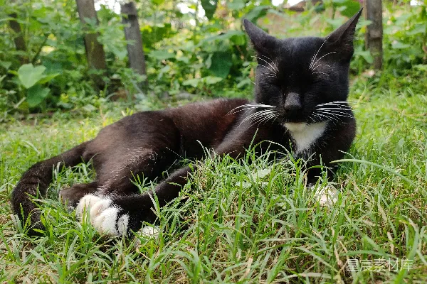 猫躺在草地上