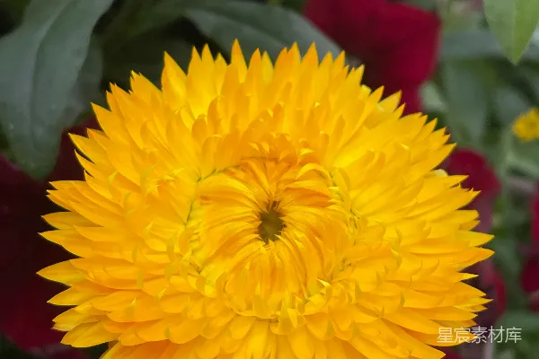 一朵带有纹理花瓣的明亮黄色花朵。