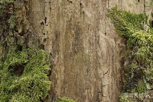 高清摄影 青苔长在风化的树干上