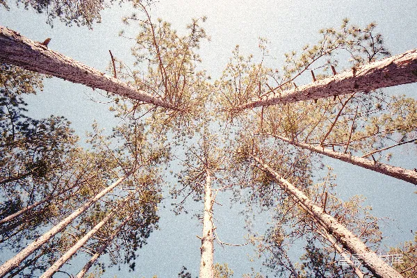 高清摄影 仰望高大的松树，看向天空