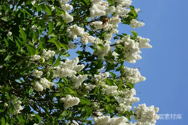 一棵白花树矗立在蓝天之下