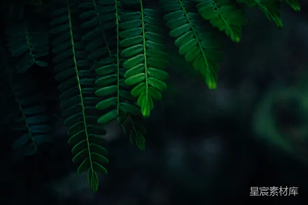 绿色的叶子挂在暗色的背景下。