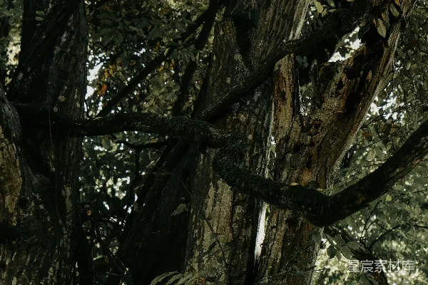 高清摄影 两棵挨在一起的树