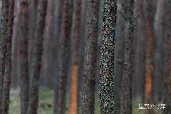 高清摄影 苔藓覆盖的森林中，高大的松树在柔和的光线下