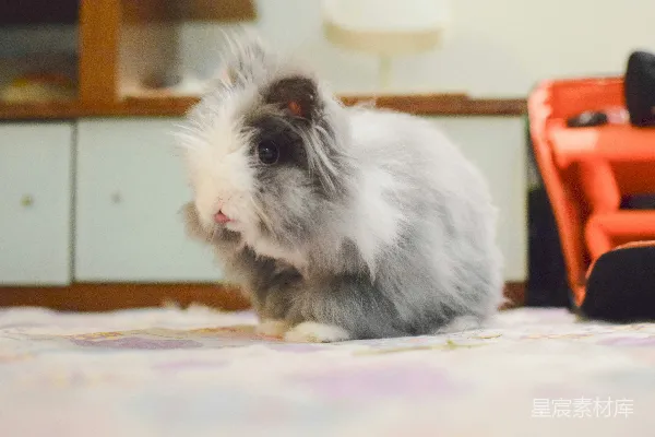 灰白兔子