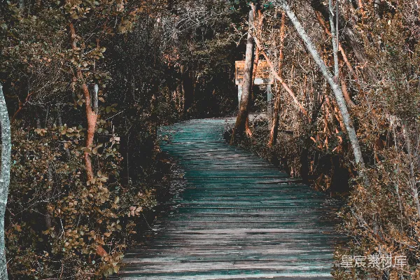 高清摄影 树木间的木桥