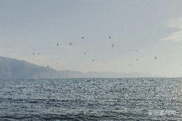晴天时海面上飞翔的鸟儿