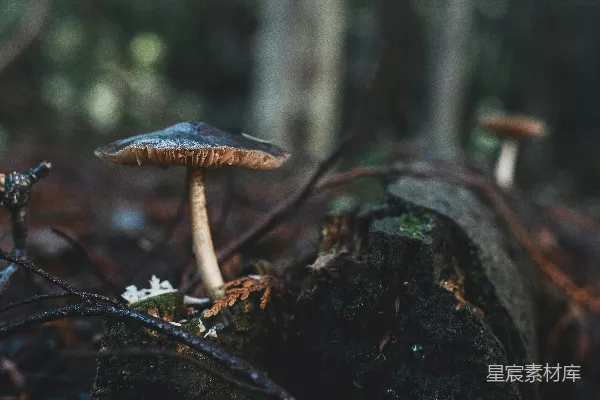 高清摄影 一根苔藓覆盖的树干上长出一朵蘑菇。