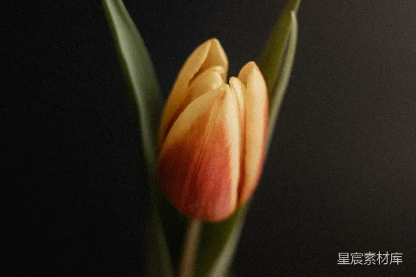 黄色和橙色郁金香花的照片