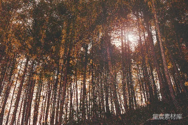 高清摄影 白天高大树木的自然照片
