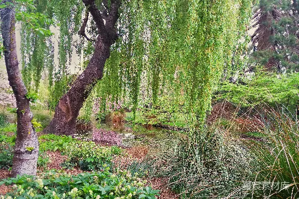 高清摄影 绿色的草地和棕色的树干