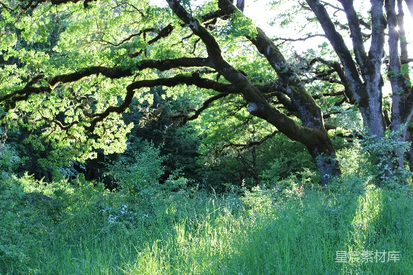 高清摄影 一片绿草如茵的田野，背景中有树木和灌木丛。