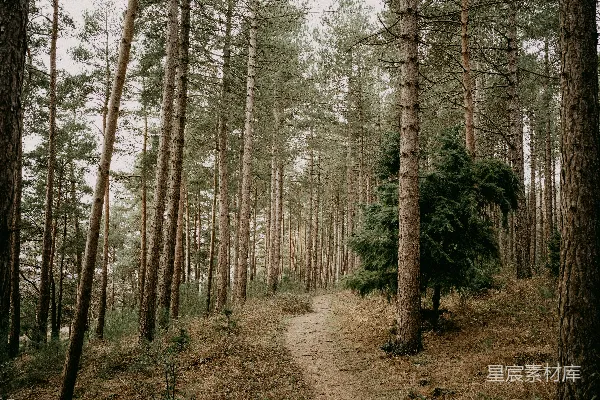 高清摄影 松林中间的小路