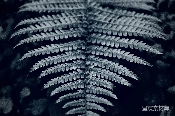 高清摄影 灰度照片中的松树