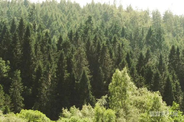 高清摄影 白天山上的绿树