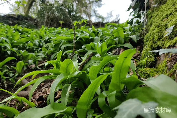高清摄影 一片郁郁葱葱的森林，里面长满了各种植物。