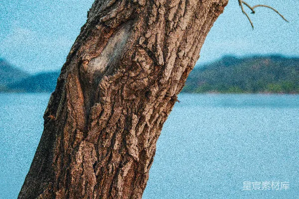 高清摄影 一只鸟栖息在水边的树上。