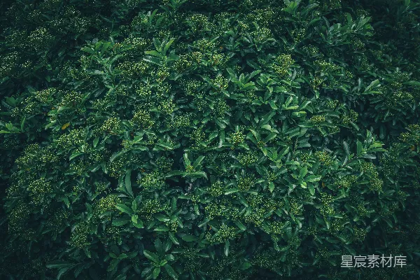 一片浓密的绿色灌木丛中开着一些淡色的小花。