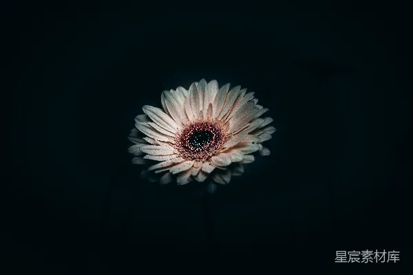 黑白背景上的白粉花