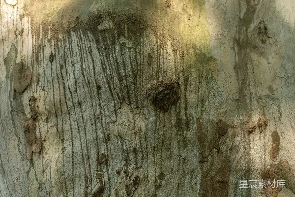 高清摄影 树皮的特写，阳光斑驳照耀。