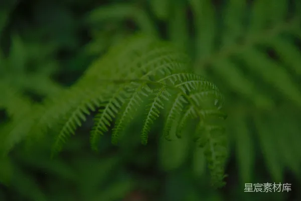一棵绿植的特写镜头，有很多叶子