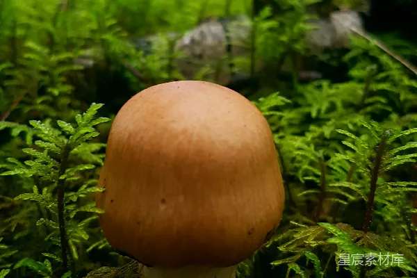 高清摄影 一株蘑菇坐落在郁郁葱葱的绿色森林中央。