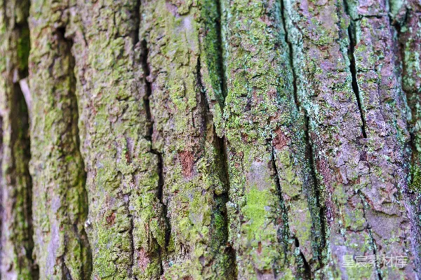 高清摄影 一棵树的树皮特写照片