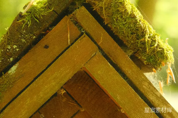 高清摄影 鸟屋的屋顶上长满了苔藓。