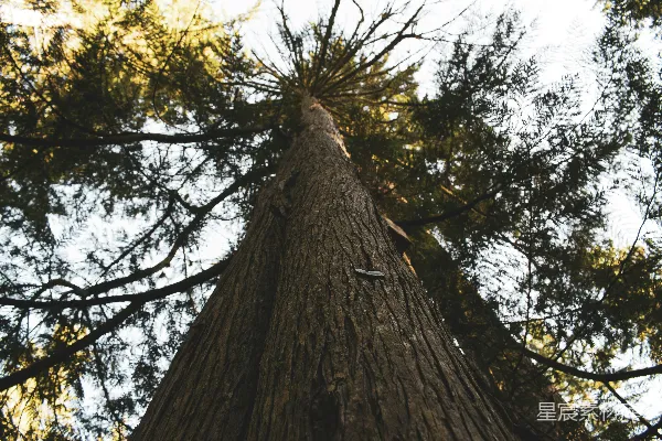 高清摄影 低角度拍摄的树