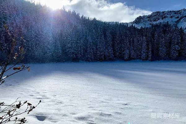 覆盖着白雪的田野，在背景中有一排树木。