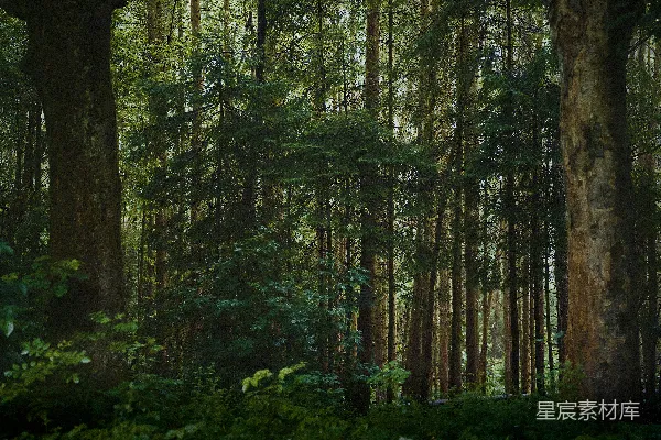 高清摄影 茂密的森林，高大的树木和绿色的地面植被。