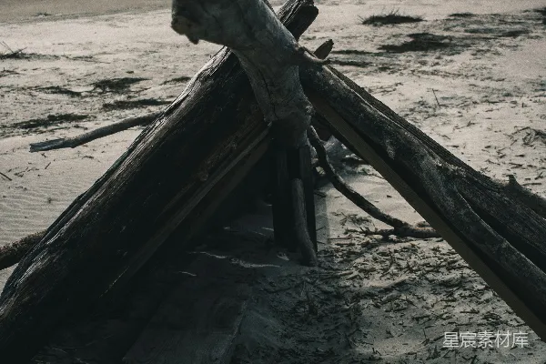 高清摄影 海滩上的漂流木
