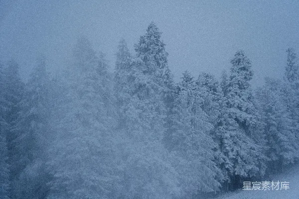 覆盖着白雪的森林里有许多树木