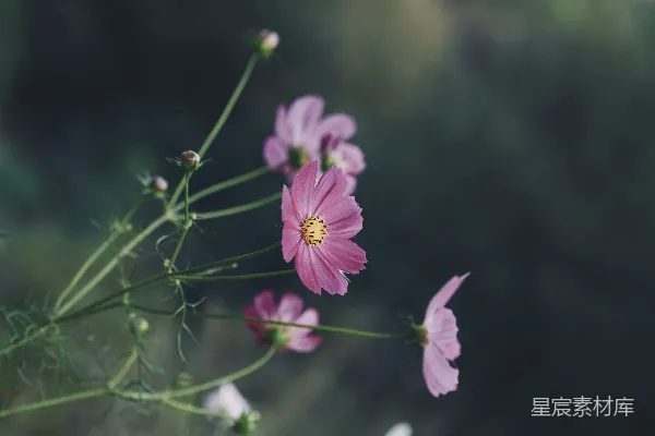 一束粉色的花瓶花