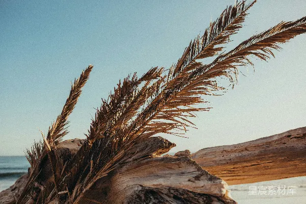 高清摄影 海滩上植物的特写镜头