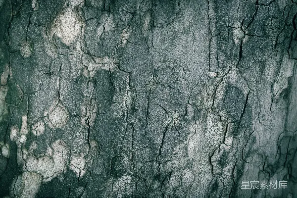 高清摄影 一张树皮纹理的特写照片