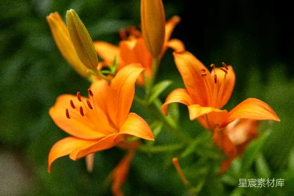 花园里一群金黄色的花朵