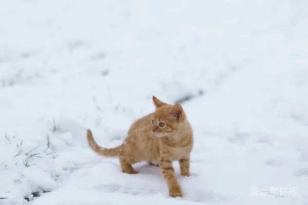 一只小橙色的猫在雪中行走。
