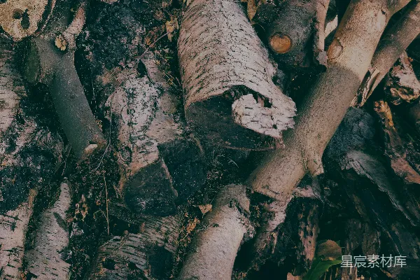 高清摄影 一堆被砍伐的木材