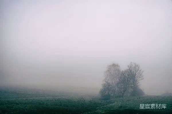 树在绿草地上白天有雾的场景
