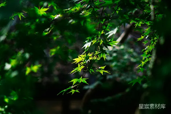 一只鸟坐在树的一根枝上