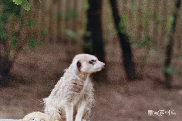 一只矮 mongoose 坐在户外围栏的一个木桩上。