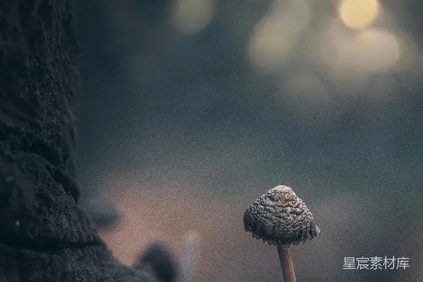 高清摄影 一株小蘑菇坐落在树枝的顶端