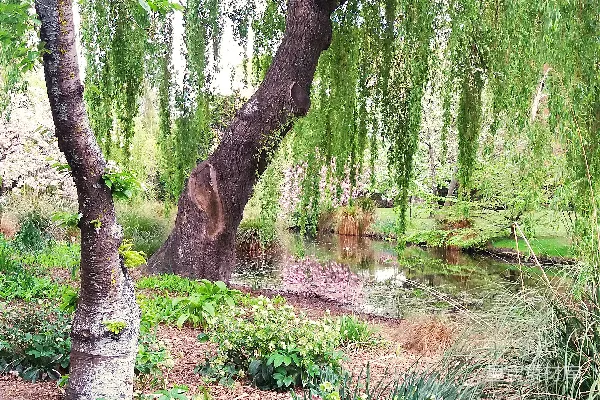 高清摄影 棕色的树干在白天的绿草上