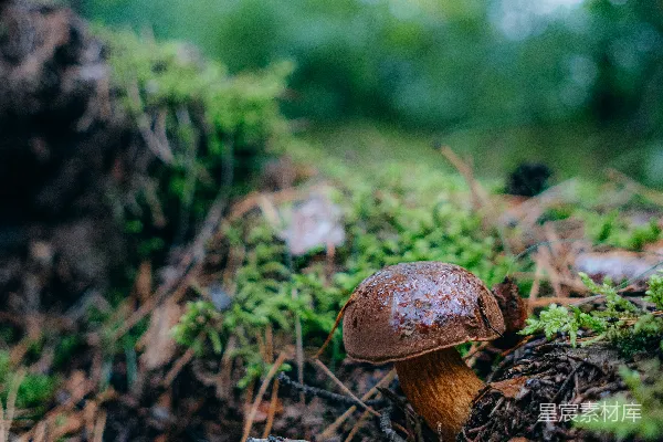 高清摄影 一个小小的蘑菇长在森林的地面上。