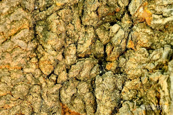 高清摄影 树皮的特写